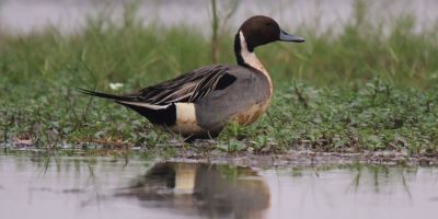 12 Days Birding Safaris in Kenya